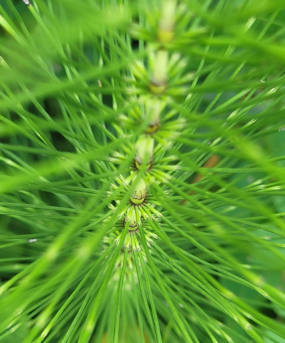 Zinnkraut (oder Ackerschachtelhalm) Essenz