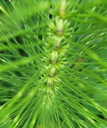 Zinnkraut (oder Ackerschachtelhalm) Essenz