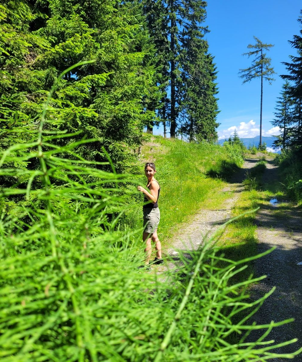Zinnkraut (oder Ackerschachtelhalm) Essenz