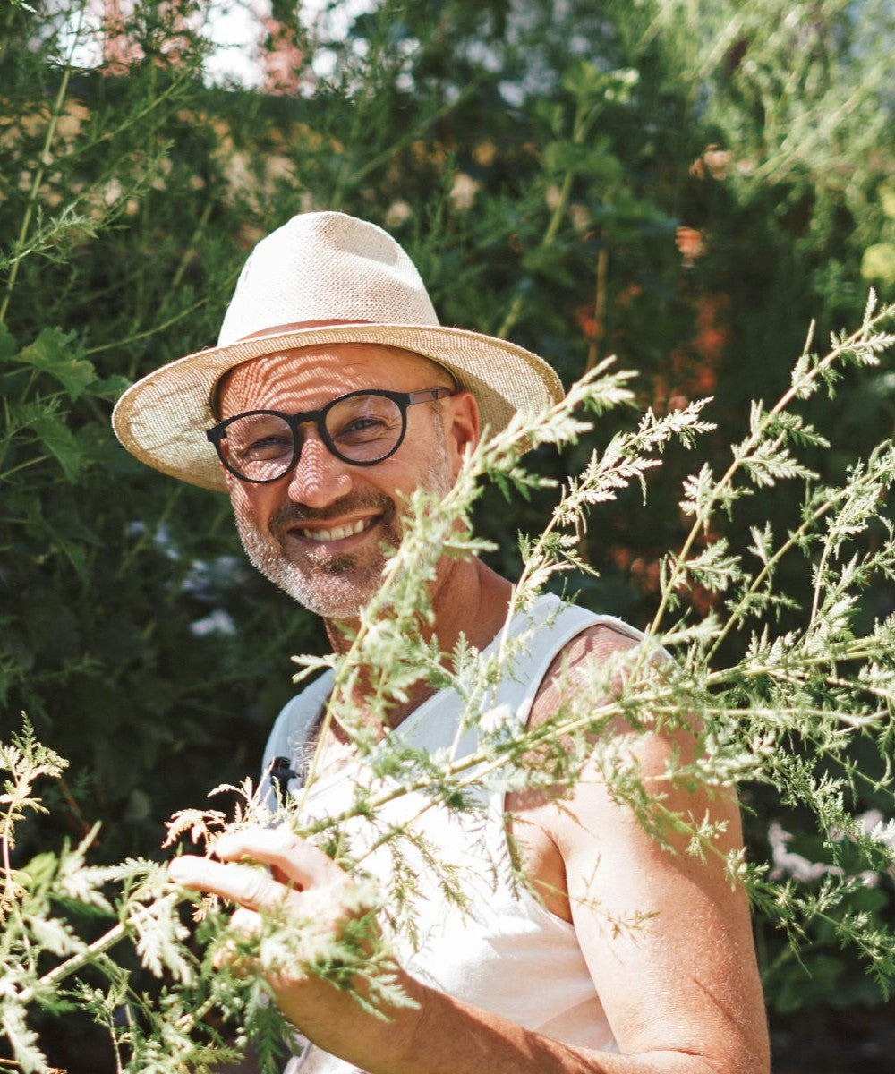 Einjähriger Beifuß Tinktur