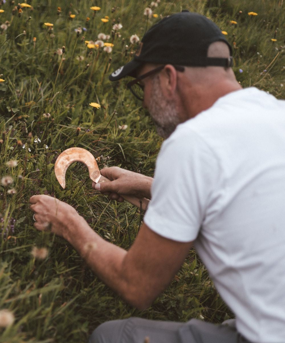 Zinnkraut (oder Ackerschachtelhalm) Essenz