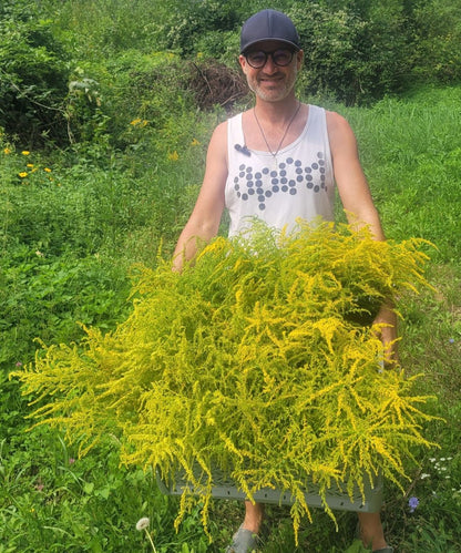 Kanadisches Goldruten Körpferpflege-Öl
