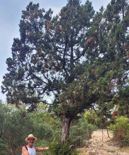 Wacholderbeeren Körperpflege-Öl