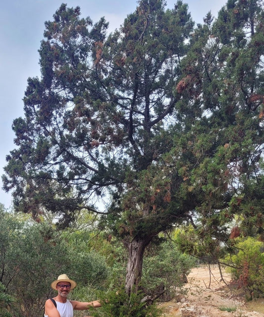 Juniper (berry) tincture