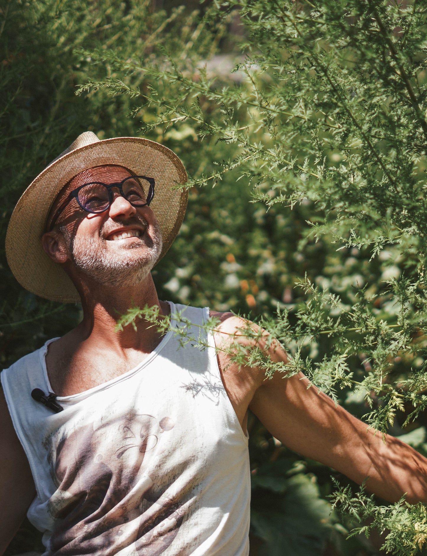 Einjähriger Beifuß Tinktur