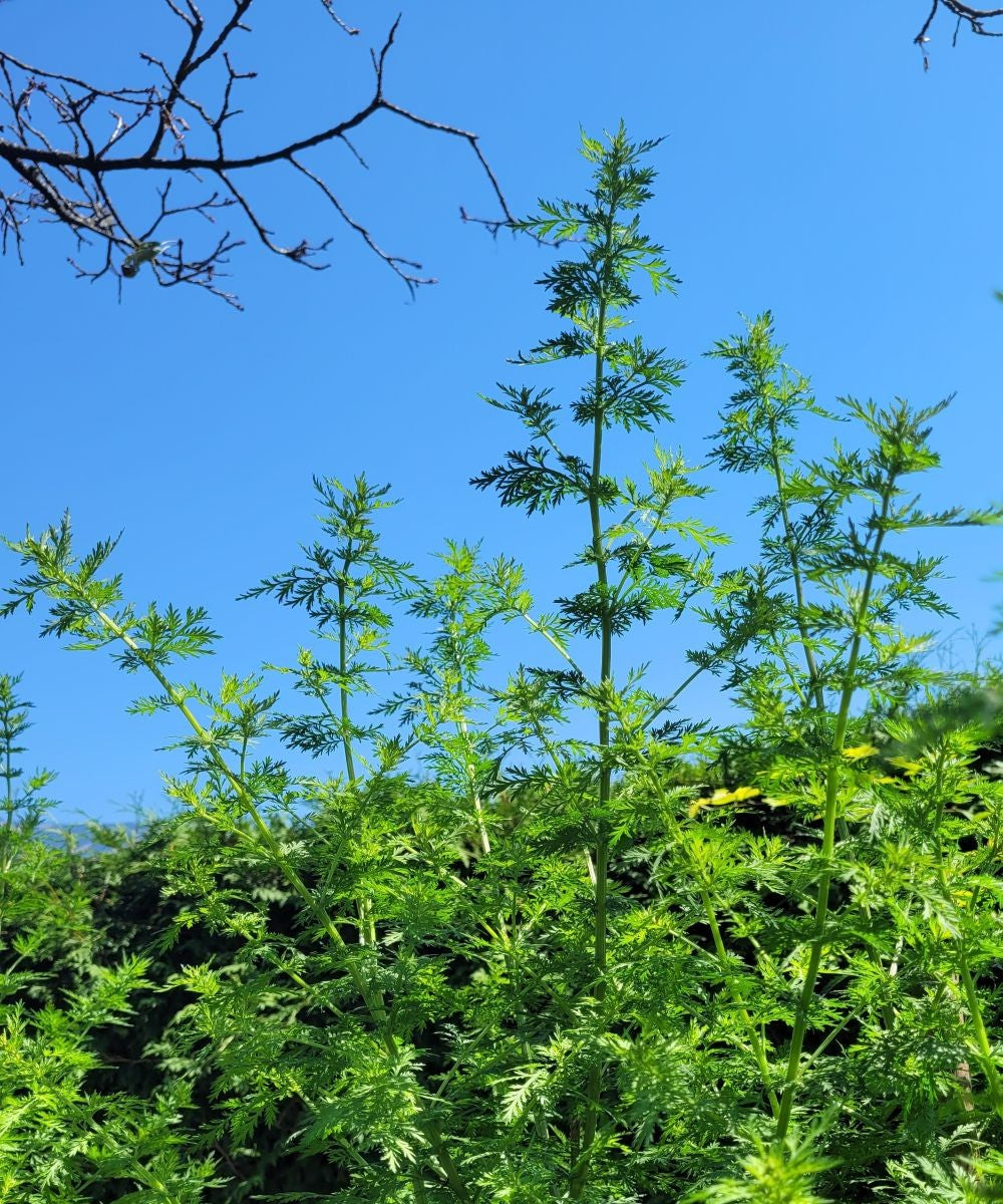 Einjähriger Beifuß Tinktur