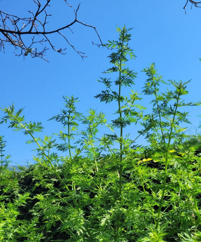 Einjähriger Beifuß Tinktur