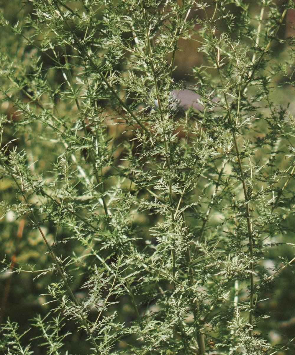 Einjähriger Beifuß Tinktur