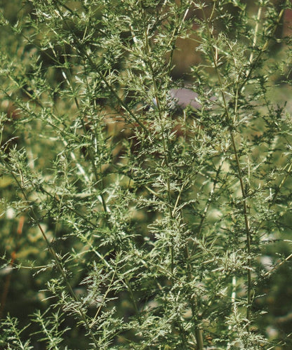 Einjähriger Beifuß Tinktur