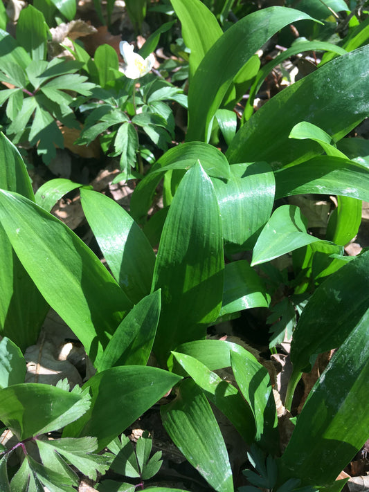 Wild garlic essence