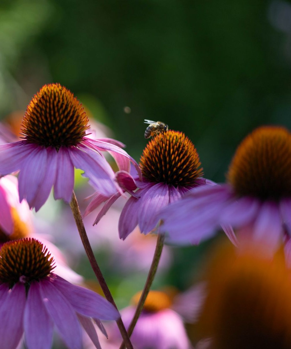 Echinacea Essenz