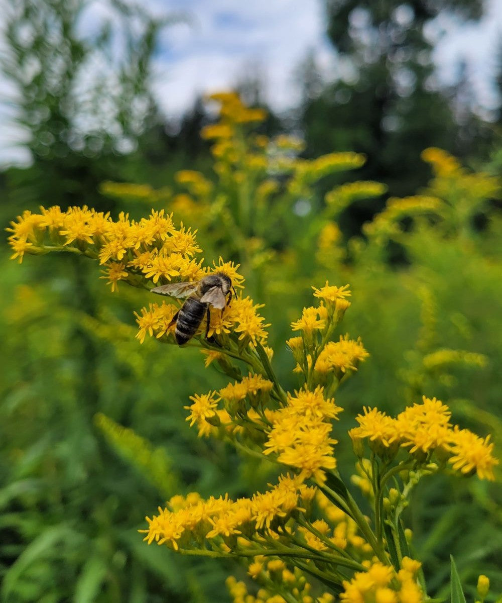 Kanadisches Goldruten Körpferpflege-Öl
