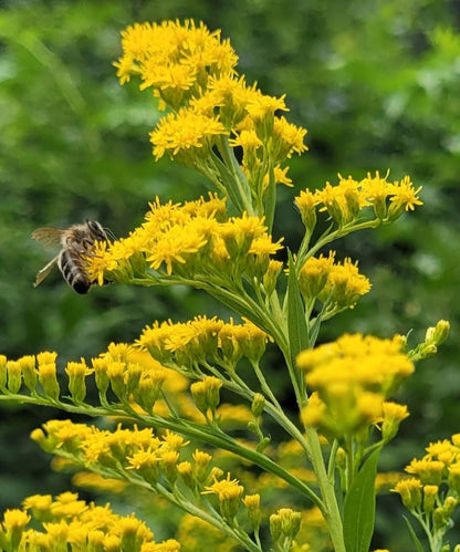Kanadisches Goldruten Körpferpflege-Öl
