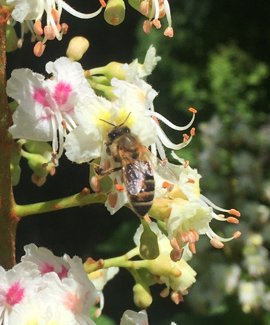 Horse chestnut essence
