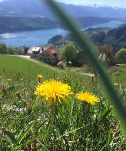 Essenza di radice di tarassaco