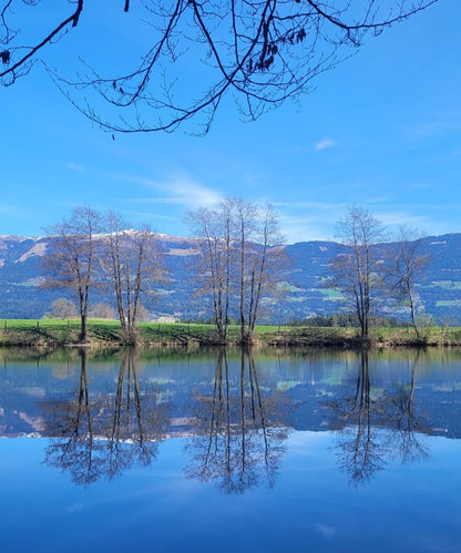 Essenza di radice di tarassaco