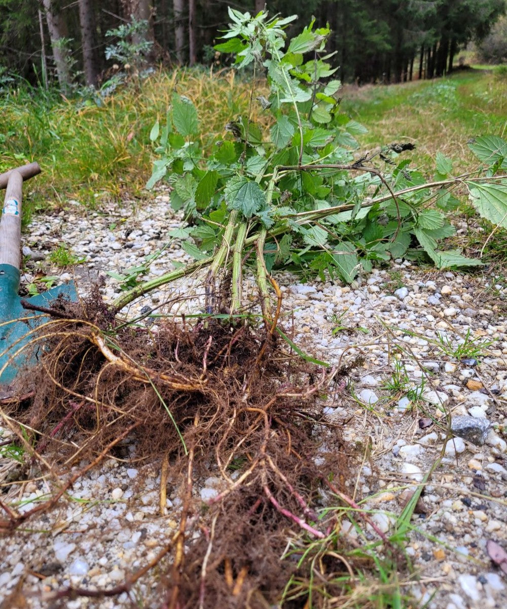 Haarwasser mit Rosmarin und Brennnesselwurzel Extrakt