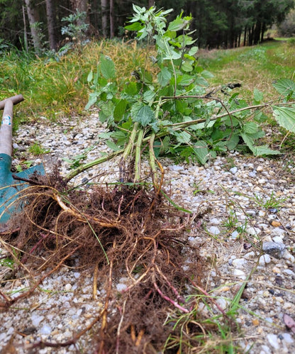 Haarwasser mit Rosmarin und Brennnesselwurzel Extrakt