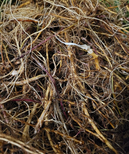 Brennnessel-Wurzel Essenz