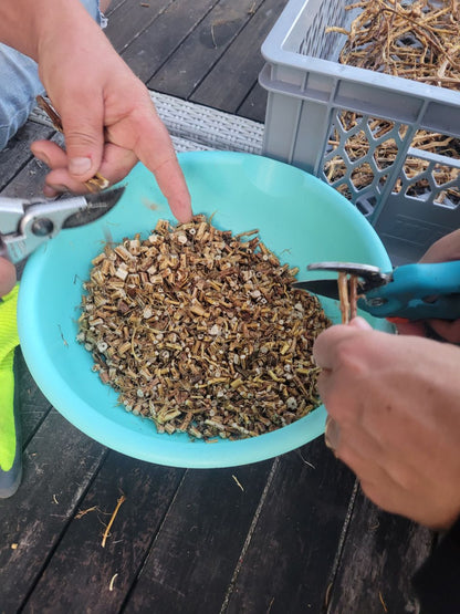 Brennnessel-Wurzel Essenz