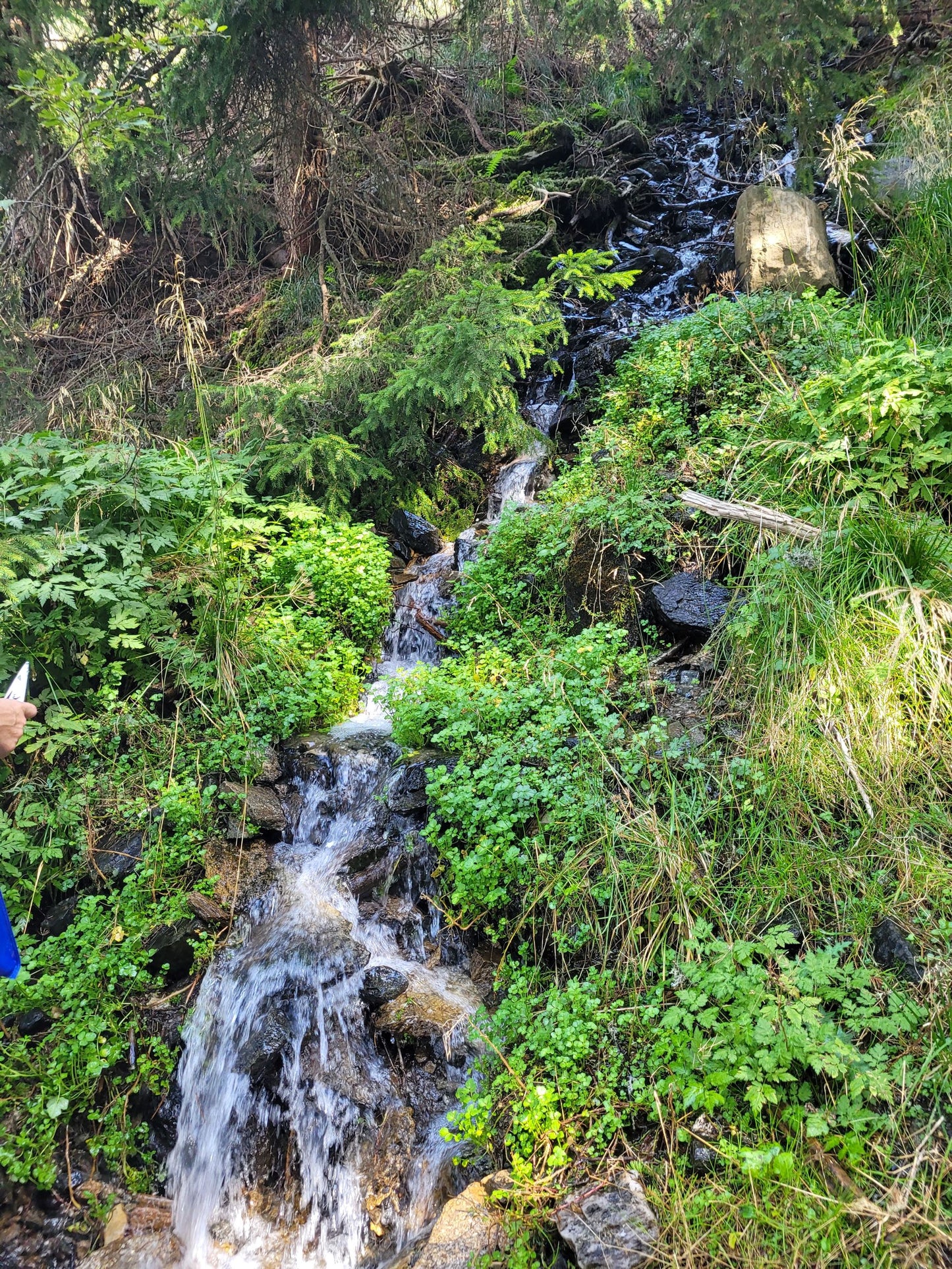 Brunnenkresse Essenz