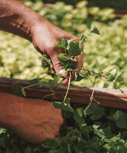Tigergras Körperpflege-Öl