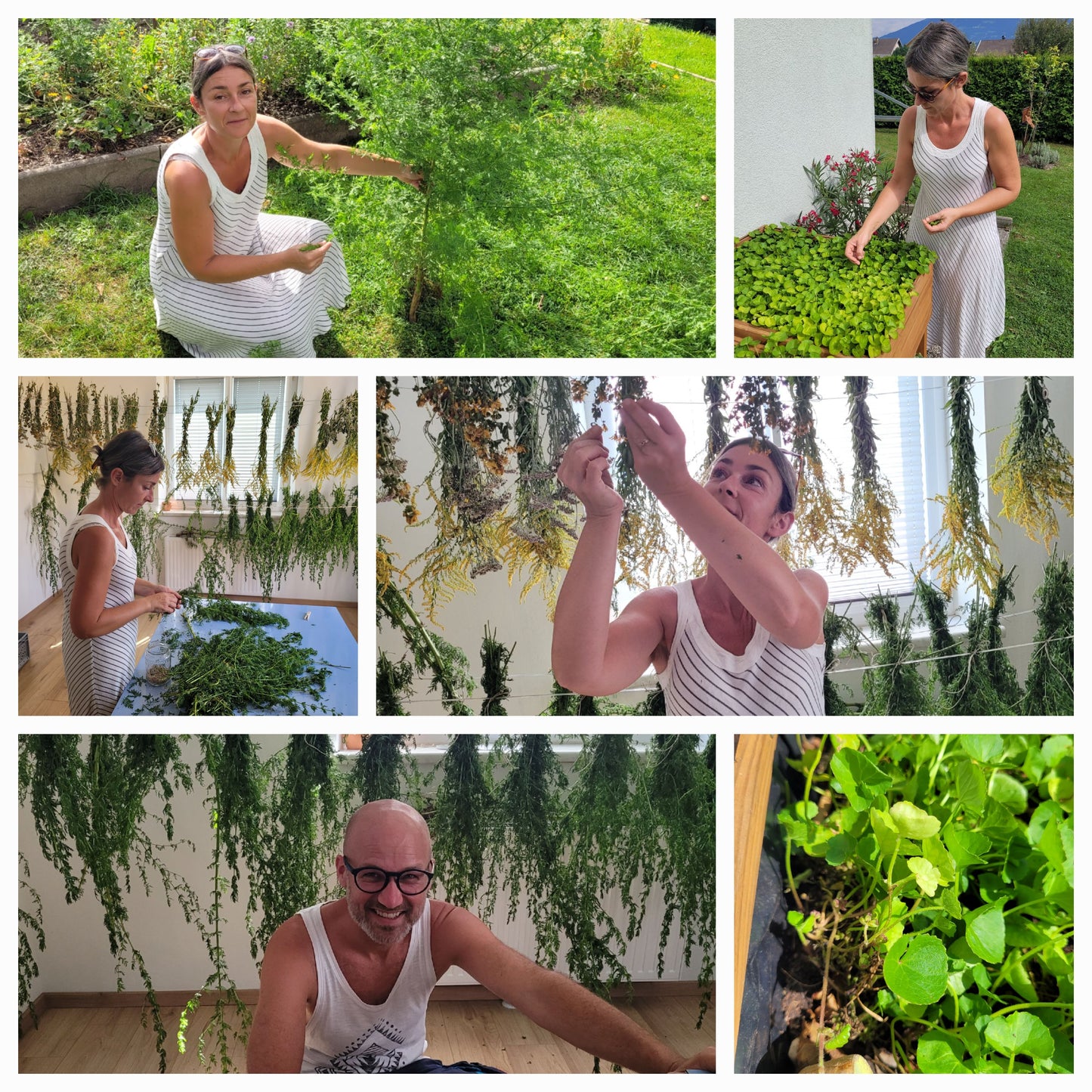 Einjähriger Beifuß Tinktur