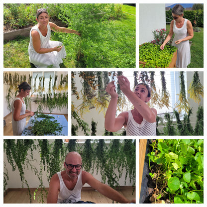 Einjähriger Beifuß Tinktur