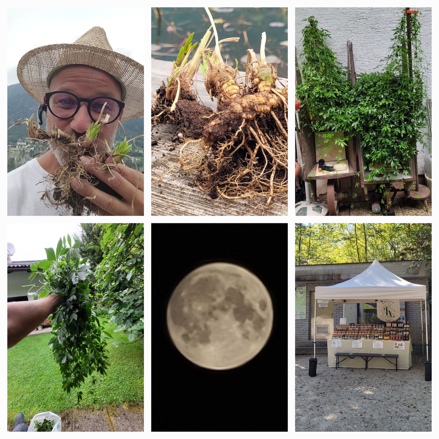 Kraut der Unsterblichkeit Tinktur