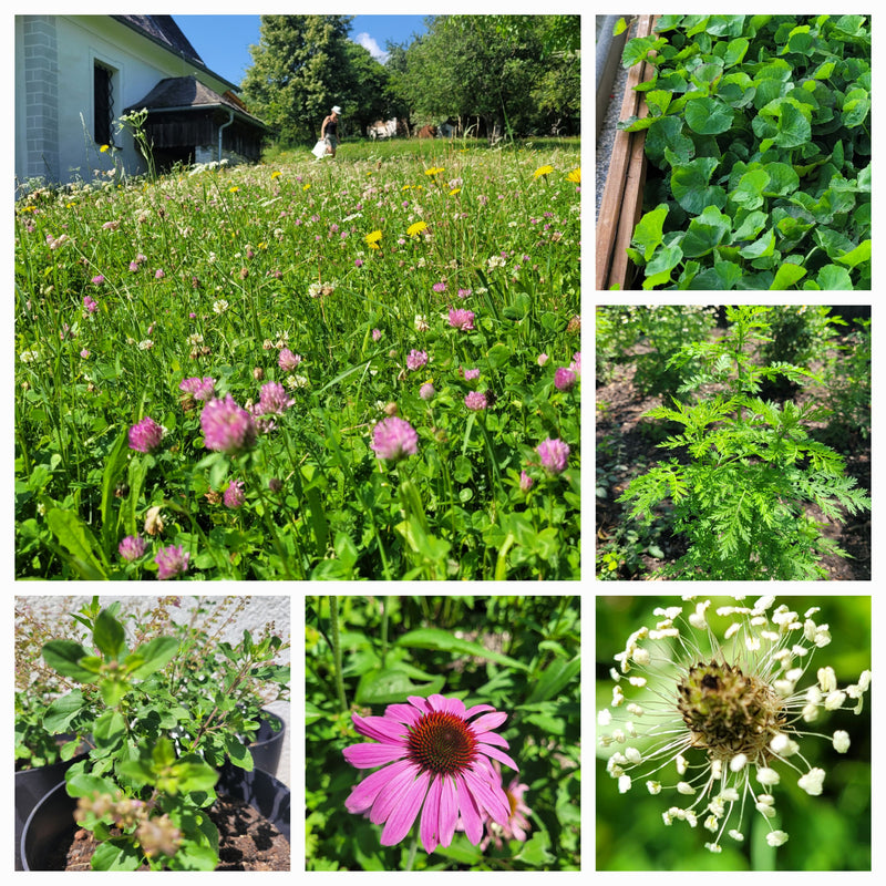 Essenza di erba tigre