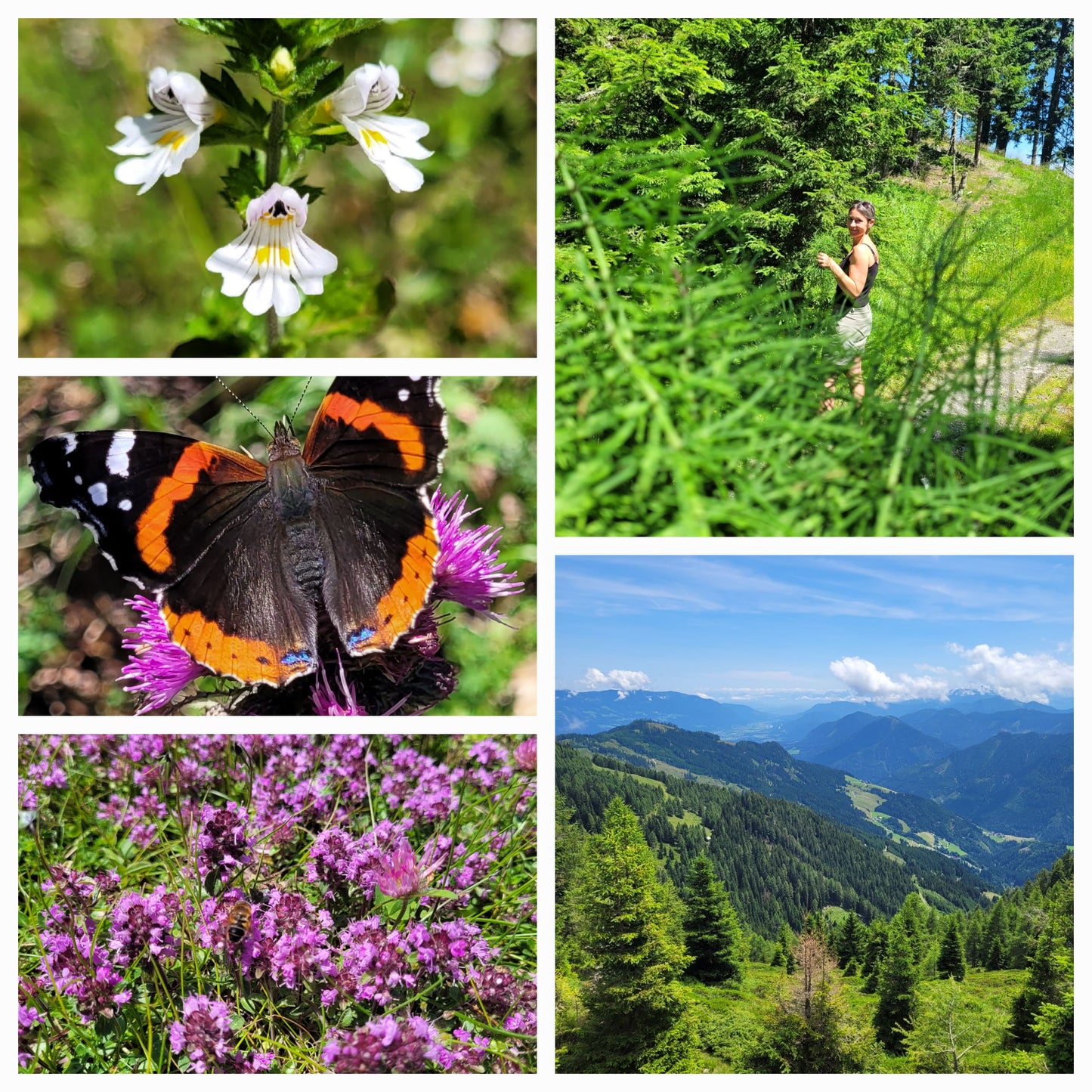 Zinnkraut (oder Ackerschachtelhalm) Essenz