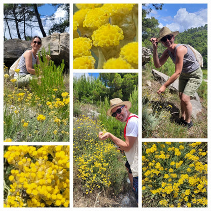 Immortelle Körperpflege-Öl