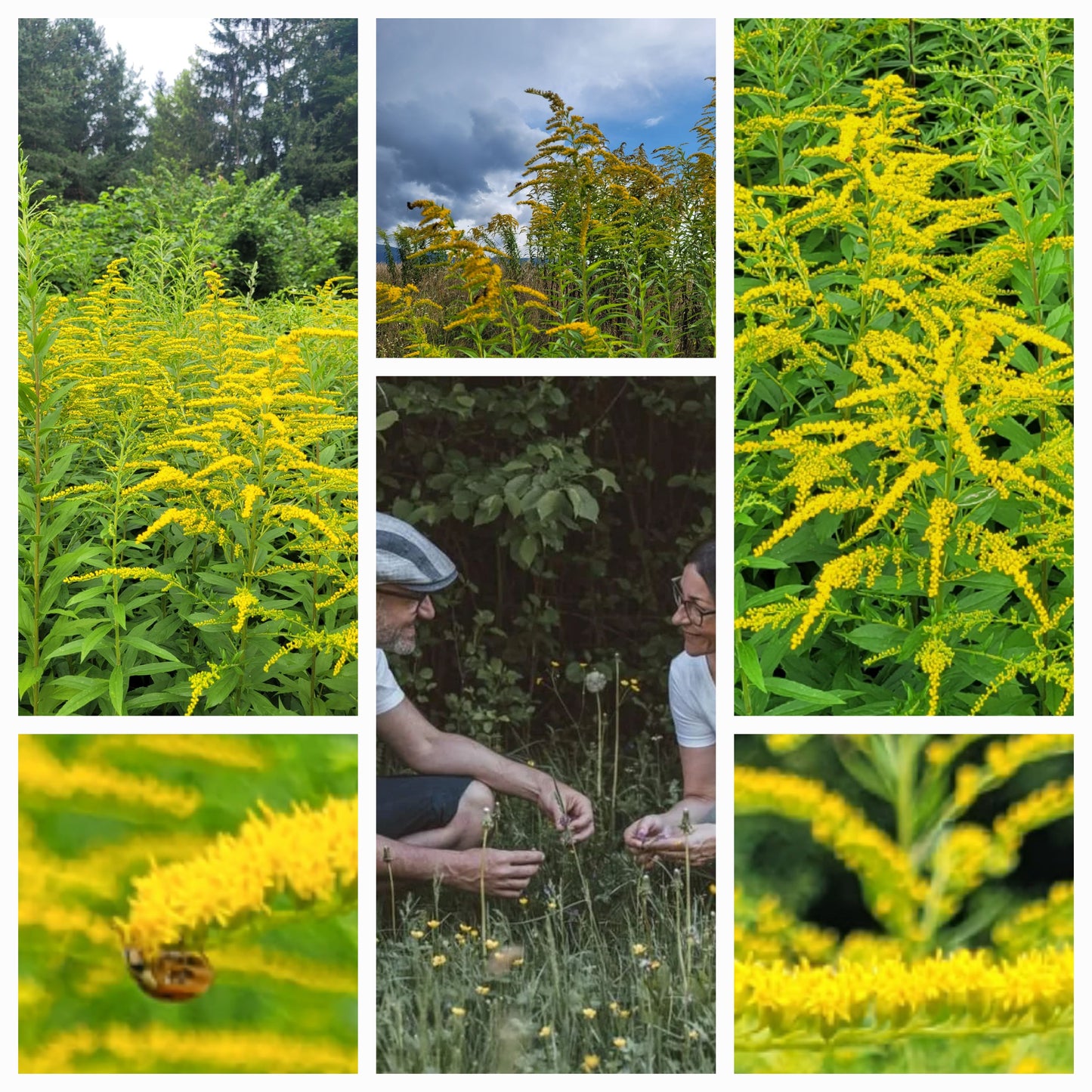 Kanadisches Goldruten Körpferpflege-Öl