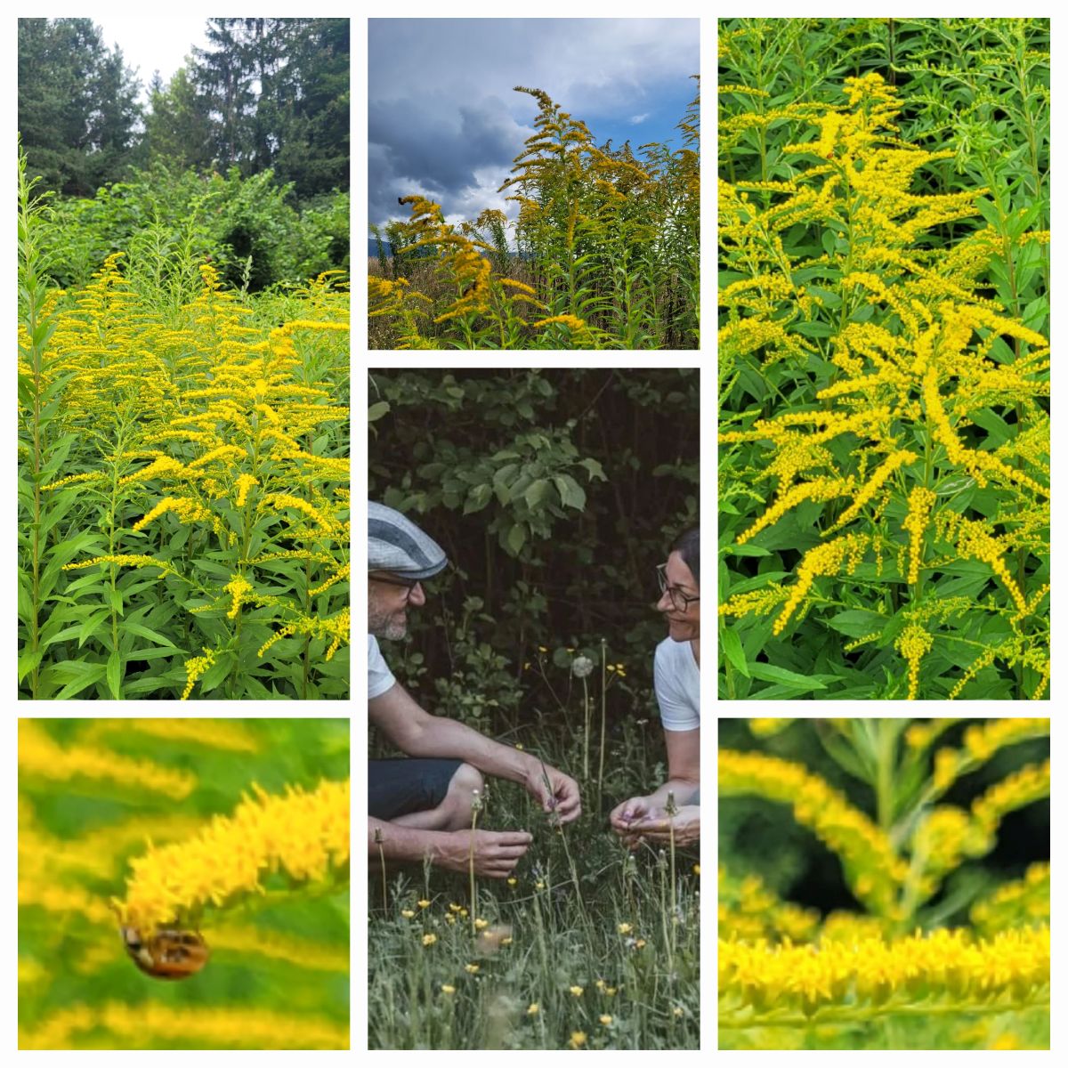 Kanadisches Goldruten Körpferpflege-Öl