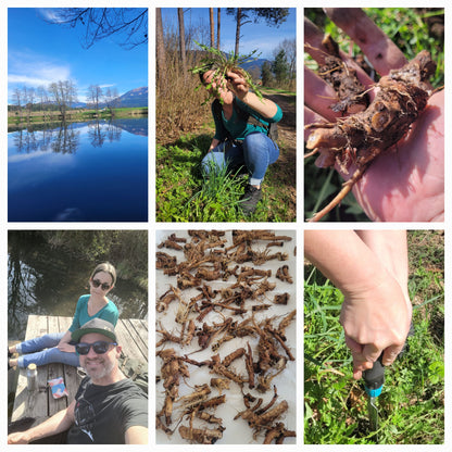 Löwenzahn Wurzel Essenz