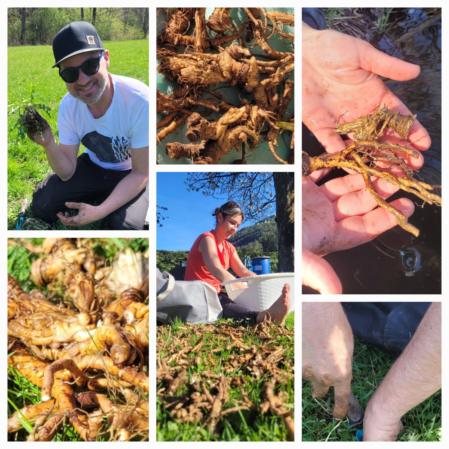 Löwenzahn Wurzel Essenz