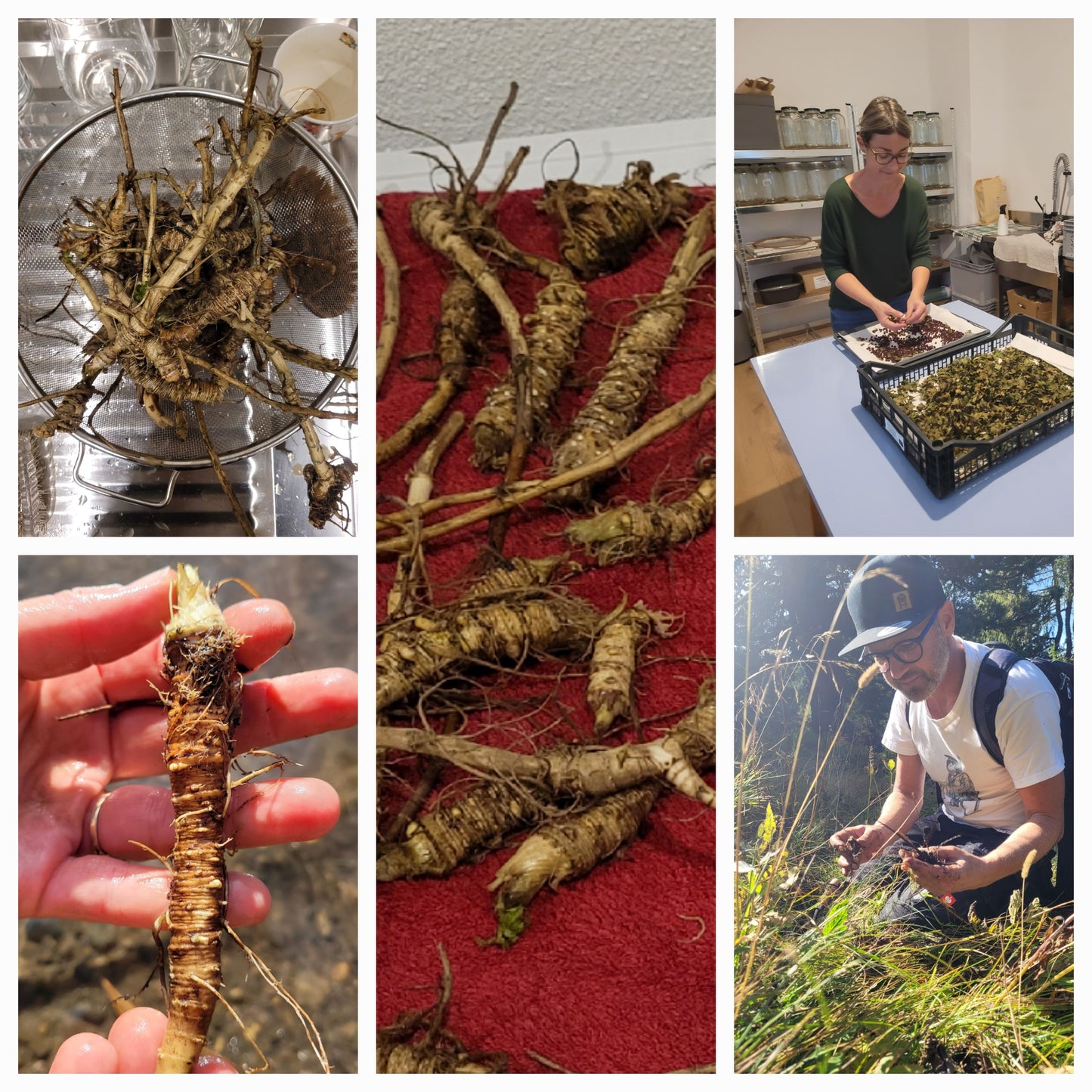 Essenza di Masterroot