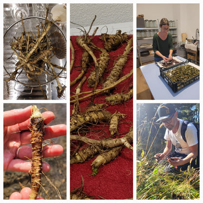 Essenza di Masterroot