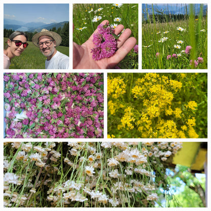 Essenza di trifoglio rosso