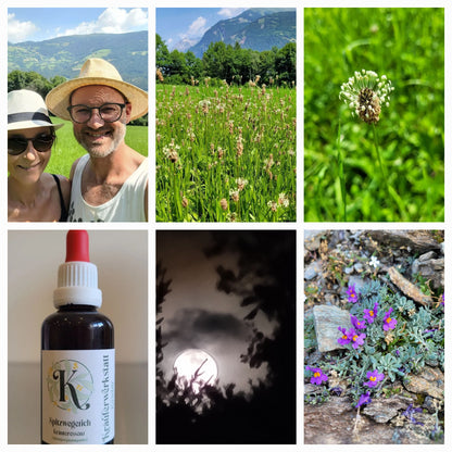 Ribwort plantain essence