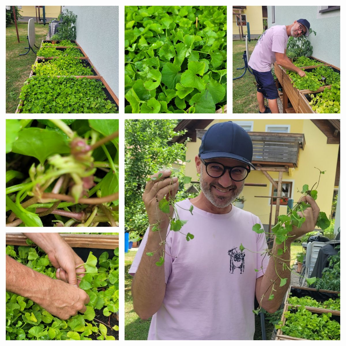 Tigergras Körperpflege-Öl