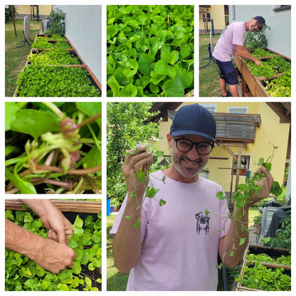 Tigergras Körperpflege-Öl