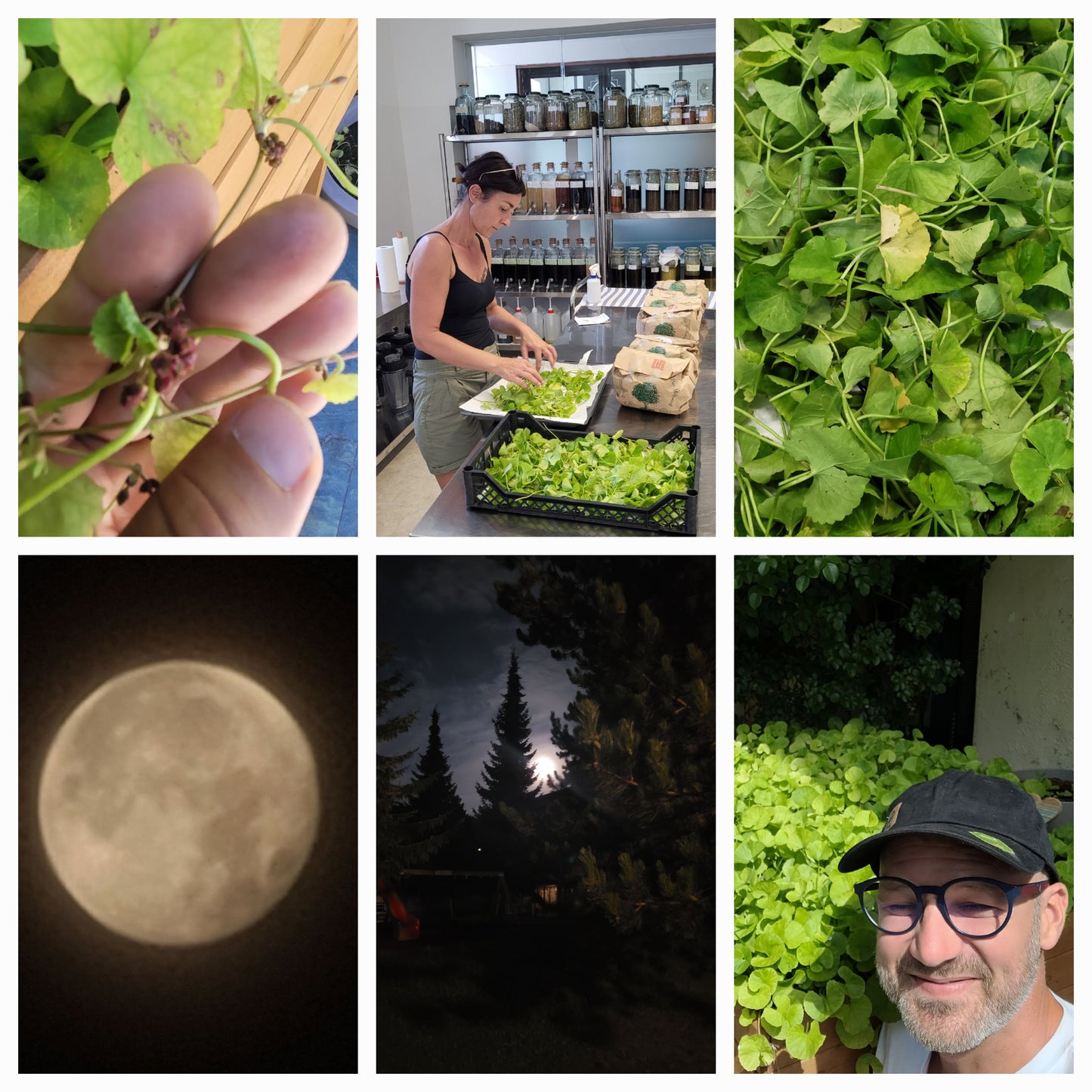 Tigergras Körperpflege-Öl