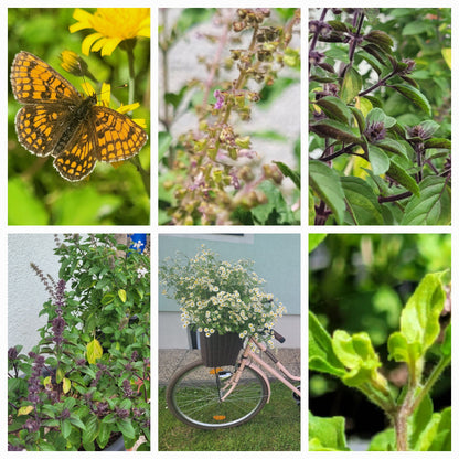 Königsbalsam Essenz