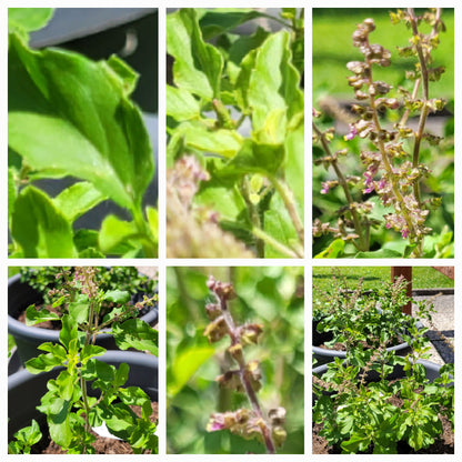 Königsbalsam Essenz