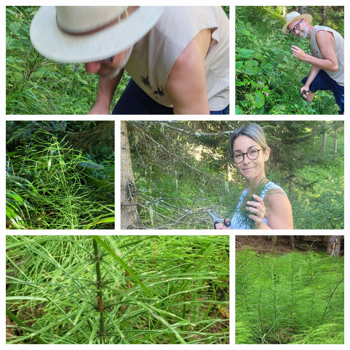 Zinnkraut (oder Ackerschachtelhalm) Essenz