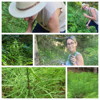 Zinnkraut (oder Ackerschachtelhalm) Essenz