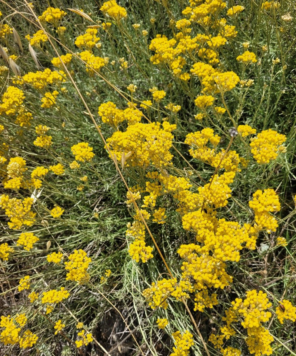 Immortelle Körperpflege-Öl