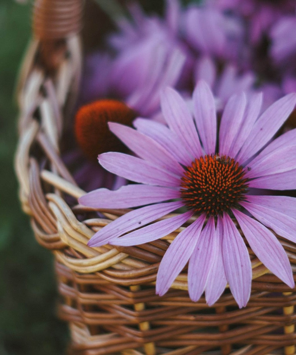 Echinacea Essenz
