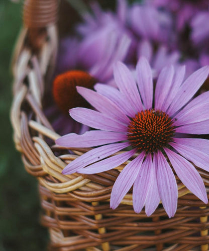 Echinacea Essenz